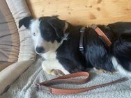 Tolle BorderCollie Hündin Nelly sucht# - Essen