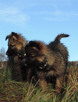 Deutsche Schäferhundwelpen Langstockhaar gerader Rücken m.P. - Tömmelsdorf