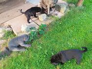 Cane Corso Welpen - Sollstedt