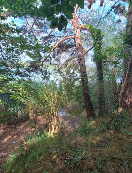Wald Forst Seegrundstück - Taching (See)