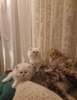 Kitten BLH - Schwarzenbek
