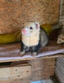 Frettchen Rüde in 46045