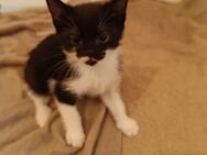 Katzen Babys Kitten - Essen