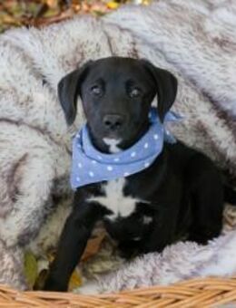 256873 - raus auf die Wiese und spielen - Overath