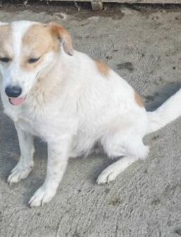 Paris sucht ein liebevolles Zuhause - Blankenheim (Nordrhein-Westfalen)