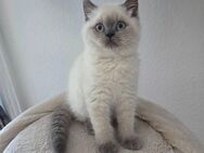 Bkh kitten blue point - Neuss
