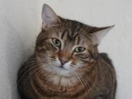 Misha in Bulgarien - Ingolstadt