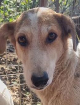 Nicola-junge Hündin sucht Zuhause,51cm - Rösrath