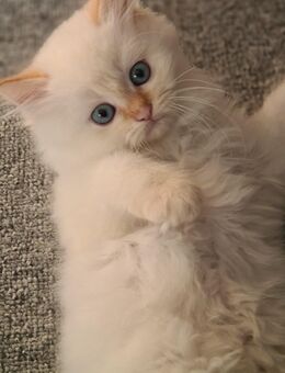 COLORPOINT PERSER Kitten - Berlin Steglitz-Zehlendorf
