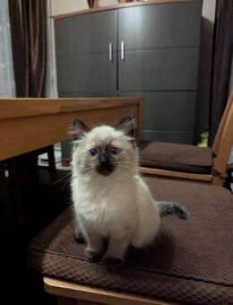 Siam - Perse 1 Mädchen 28.09.2025 - Boppard Zentrum