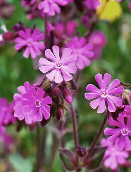 Samen ROTE LICHTNELKE (Silene dioica) heimische Wildblumen Naturgarten - Stuttgart