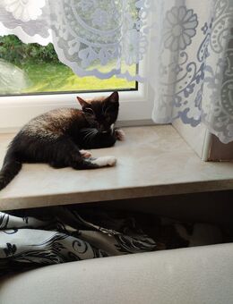 2 Baby Katzen - Horst (Holstein)