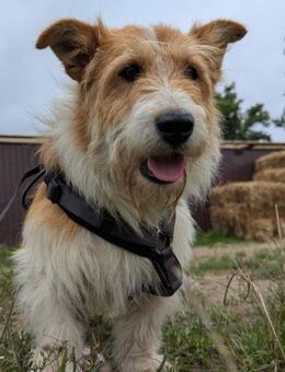Cookie in RO herzlos ausgesetzt - Blankenheim (Nordrhein-Westfalen)