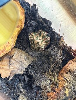 Ceratophrys cranwelli Schmuckhornfrösche suchen neues Zuhause - Bremen