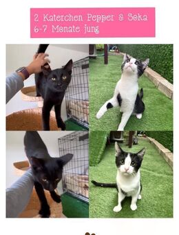 2 kleine Kater suchen Zuhause - Stelle