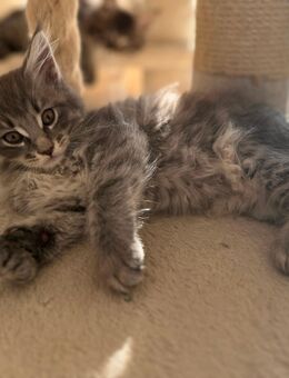 Maine Coon Kitten - Weyhe