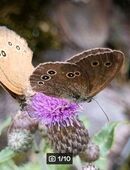 Acker- Kratzdistel (Cirsium arvense) in 88263