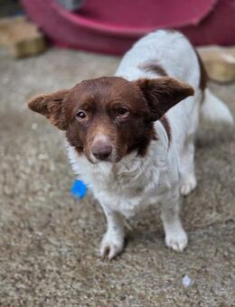 Corinna - kleine Hundedame sucht Zuhause - Hausen (Würzburg)