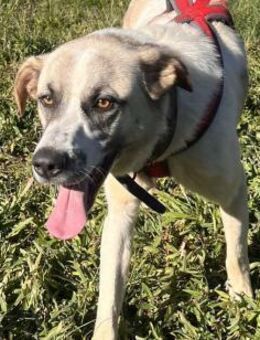 JASSO - treuer Rüde sucht Zuhause - Aerzen