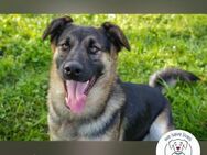 Lewi Zuhause gesucht - Kirchzell