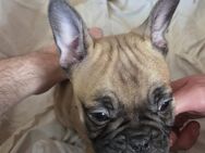 Französische Bulldoggen Welpen ab Abzugeben - Schöllkrippen
