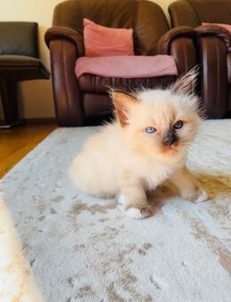 Heilige birma Kitten abzugeben - Bergisch Gladbach