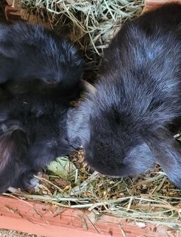 Zwergwidder ❤️ Kaninchen verschiedene Farbe/Alter - Moschheim