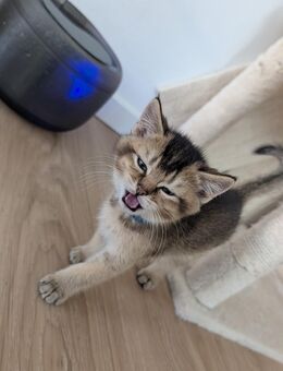 🐾 Nur noch ein zauberhafter Britisch Kurzhaar in Golden Shaded sucht sein Zuhause 💛 - Berlin