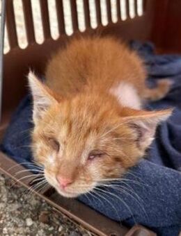 Nugget sucht dringend ein Zuhause - Lenzen (Elbe) Zentrum