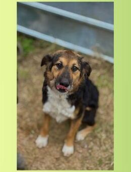 🆘🌟Vergessener Schatz Niko🌟🆘 - Eislingen (Fils)