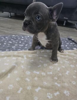 Französische bulldogge reinrassige welpen - Hagen (Stadt der FernUniversität)