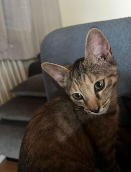 Babykatzen - Faulbach