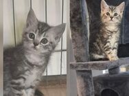Katzenbabys - Schkopau