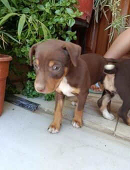 Liebe Yumiko sucht ein Zuhause - Berlin