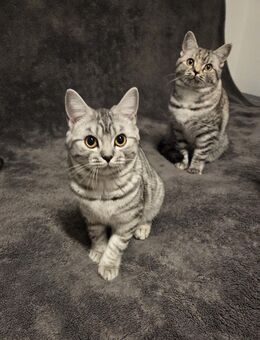 BKH-Prinzessin Bonny mit Stammbuch und Impfpass - Iserlohn