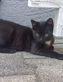 Kitten/Kätzchen abzugeben - Heidelberg