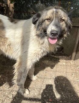 MARTHA - Wuschel mit eigenem Kopf - Weiterstadt