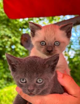British Kurzhaar / Thai Siam Kitten - Bentwisch