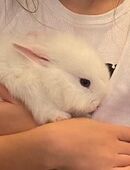 Vier süße Zwergkaninchen – 12 Wochen alt zu verkaufen in 55743