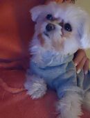 Malteser Hündin in 76189