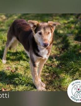 Scotti: Liebenswerter Kämpfer - Kirchzell