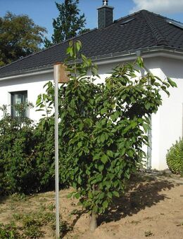 Bungalow mit Garage, Springe - Gestorf - Springe