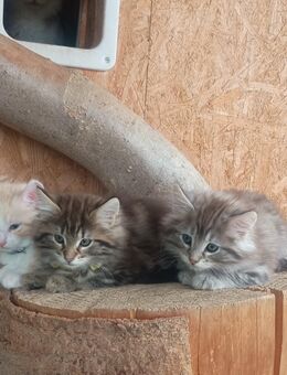 Norwegische Waldkatzen Kitten abzugeben! - Frauenstein Zentrum