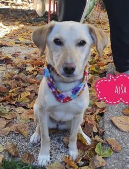 Aja eine Begleiterin fürs Leben - Flörsheim-Dalsheim