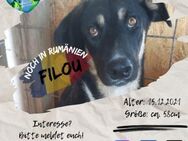 FILOU - ist nun ein großer Lausbub - Waakirchen