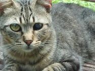 Lexter (FIV+) sucht über 4 Jahre - Wilhelmsfeld