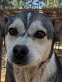 BOBO-ein wahrer Schatz auf vier Pfoten, - Rösrath