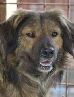 Caylib - Pflegestelle oder Zuhause gesuc - Oberwies