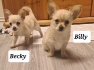 Chihuahua Welpen reinrassig - Düren