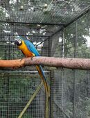 Gelbbrustara in 17349